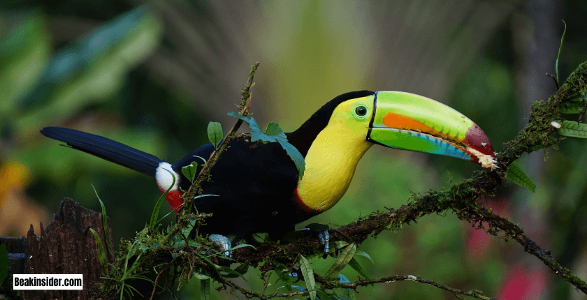 Types of Beaks of Birds