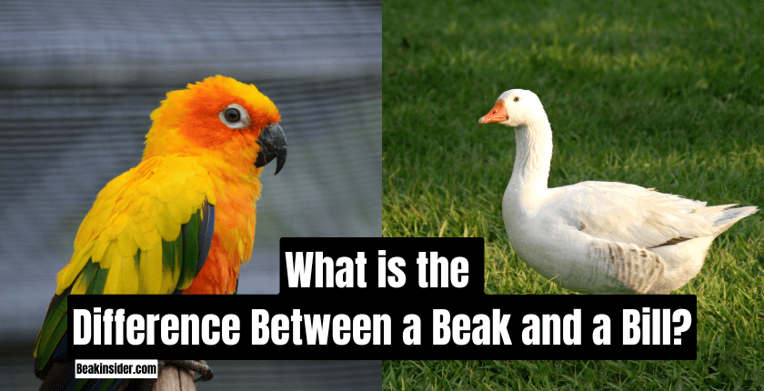 What is the Difference Between a Beak and a Bill