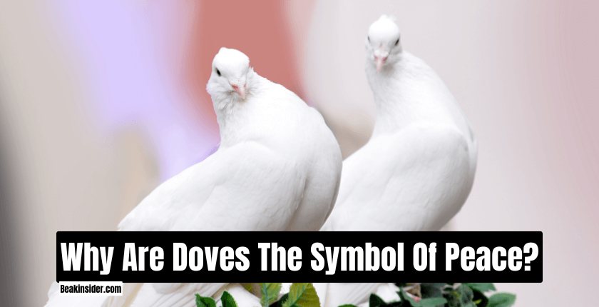 Why Are Doves The Symbol Of Peace