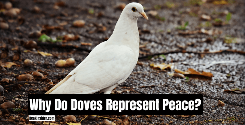 Why Do Doves Represent Peace?