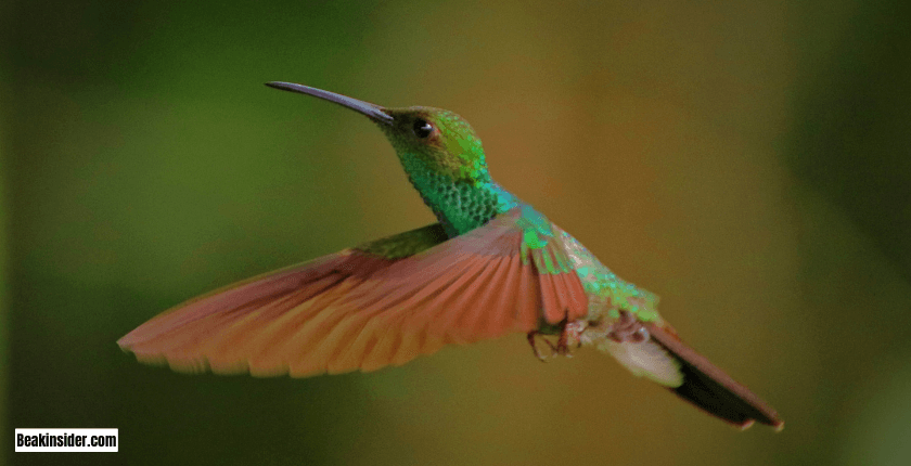 Adaption of Migratory Hummingbirds