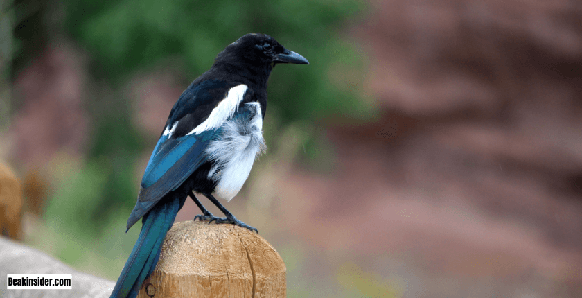 Flock Behavior of Magpies