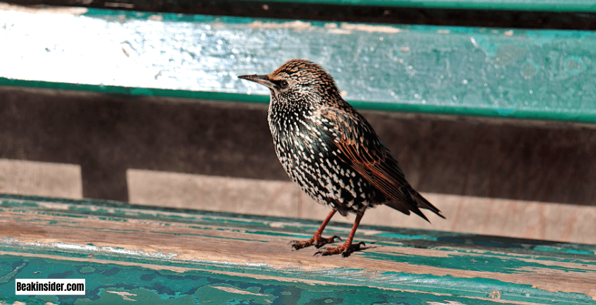 General Dimension of Starlings