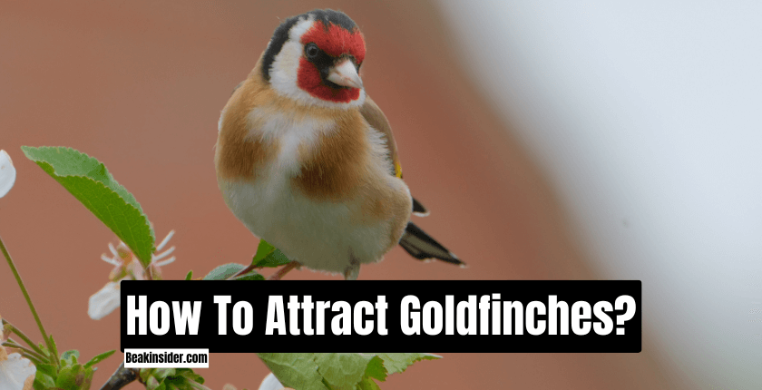 How To Attract Goldfinches