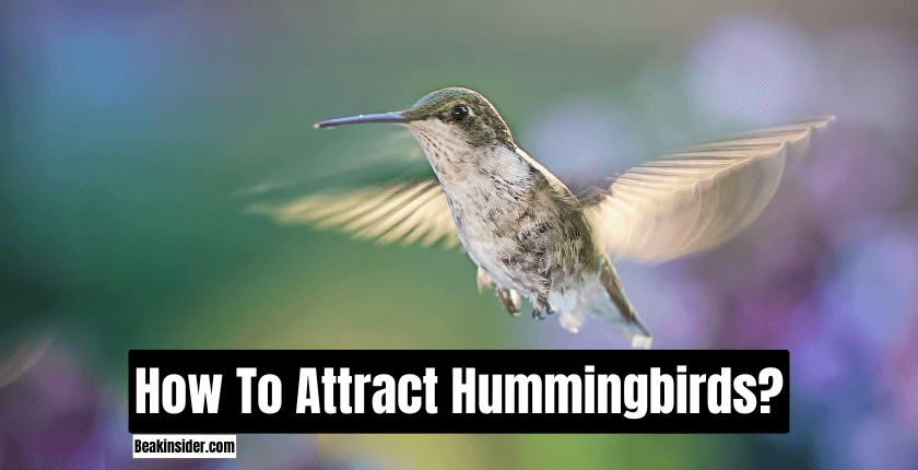 How To Attract Hummingbirds