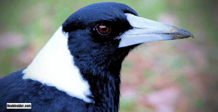 Magpies: Territorial Birds