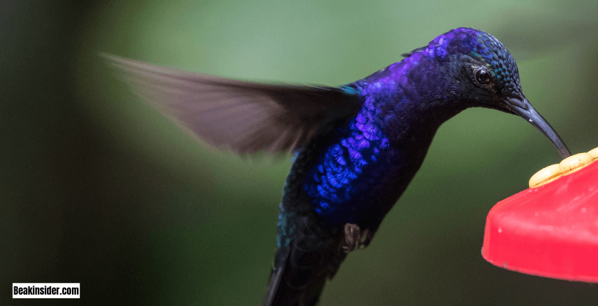 Observing Hummingbirds’ Behavior