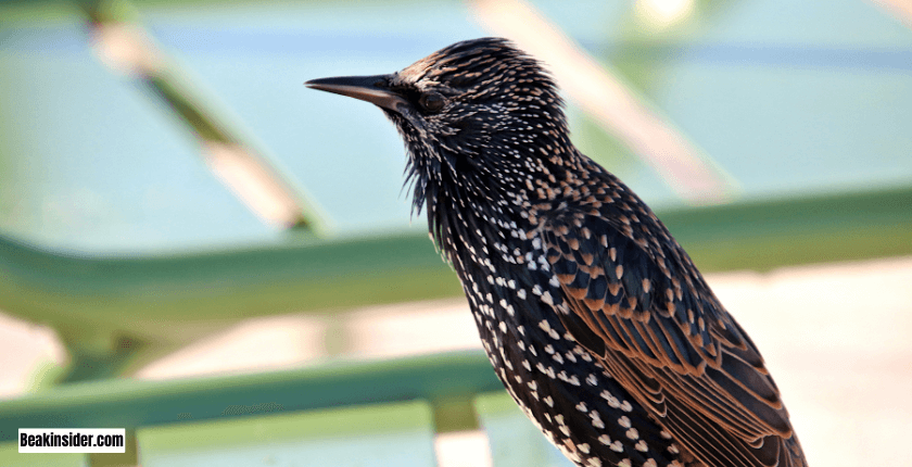 Plumage Color During Non-Breeding Season 