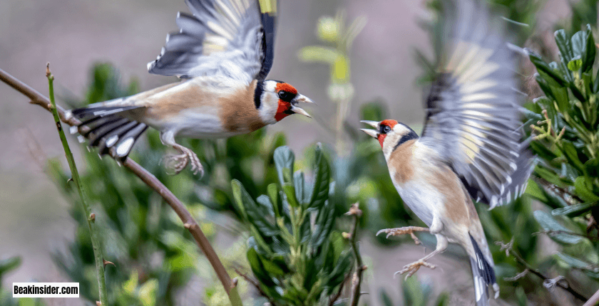 Provision of Food To Attract Goldfinches