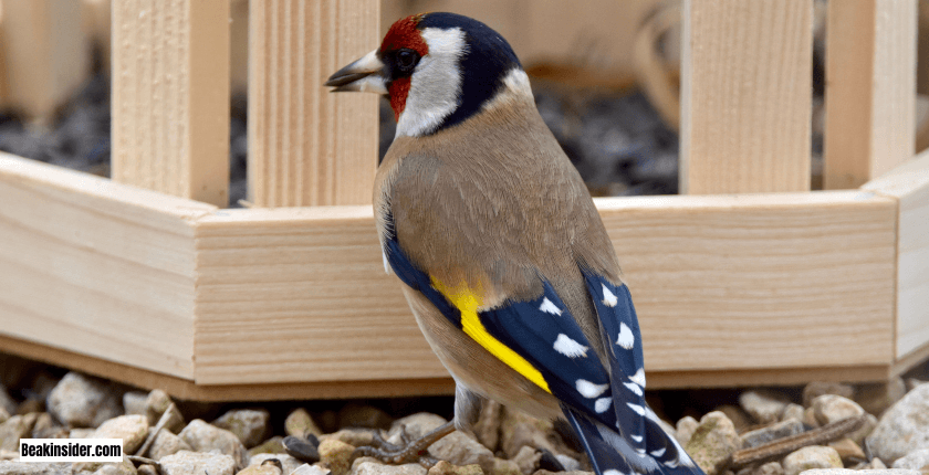 Recommended Plants for Goldfinches