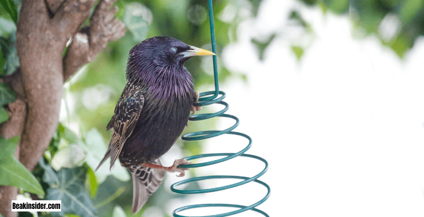 Social Behavior & Flocking of Starlings