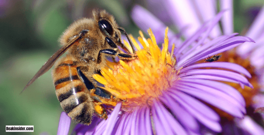 Top Flowers That Attract Hummingbirds