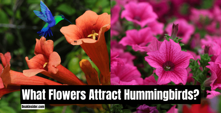 What Flowers Attract Hummingbirds