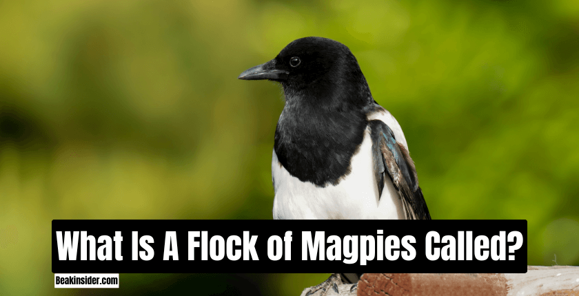 What Is A Flock of Magpies Called