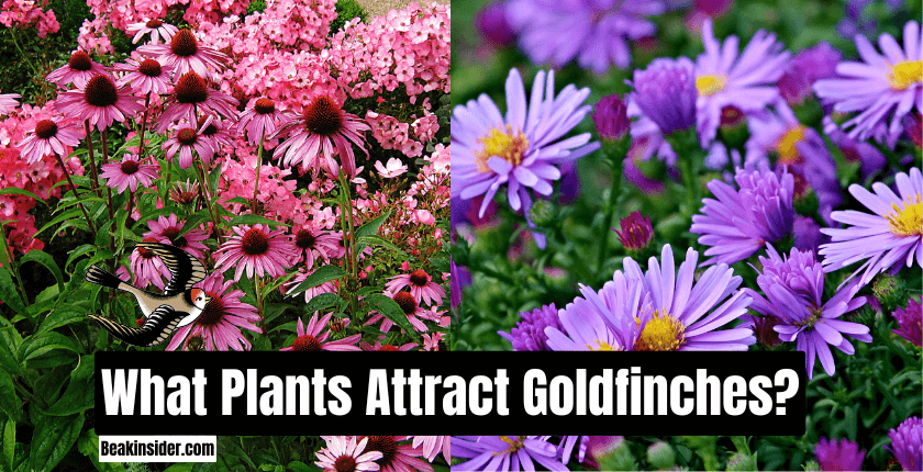 What Plants Attract Goldfinches