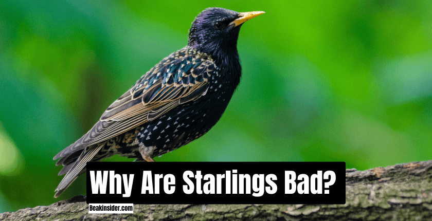 Why Are Starlings Bad