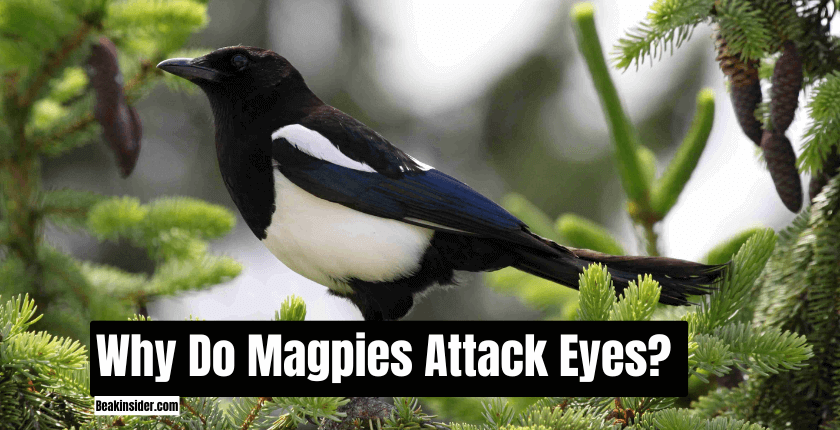 Why Do Magpies Attack Eyes