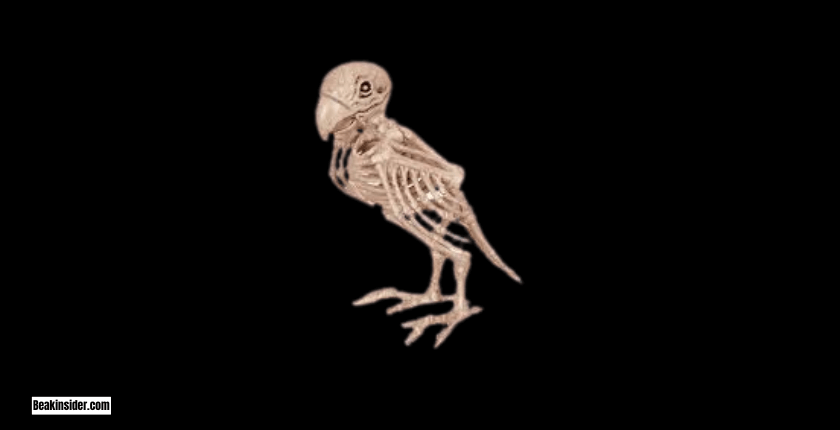 Appendicular Skeleton of Parrots