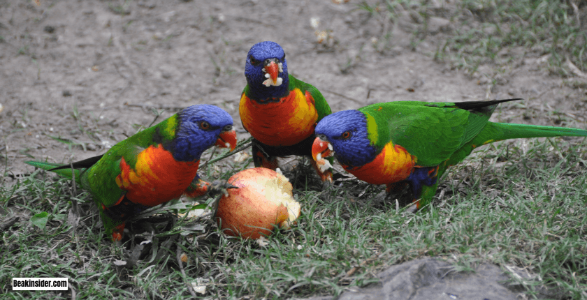 Fun Facts About Parrots’ Bones