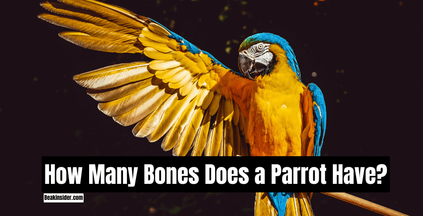 How Many Bones Does a Parrot Have