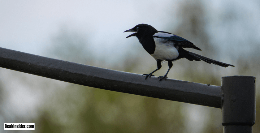 Signs of Attack by Magpies