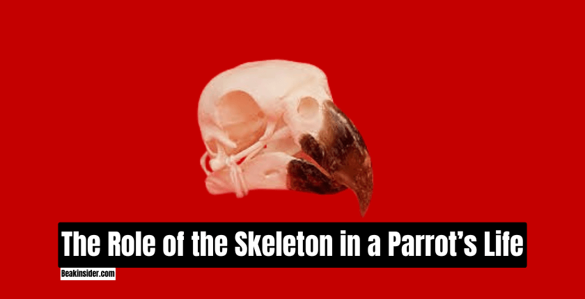 The Role of the Skeleton in a Parrots’ Life