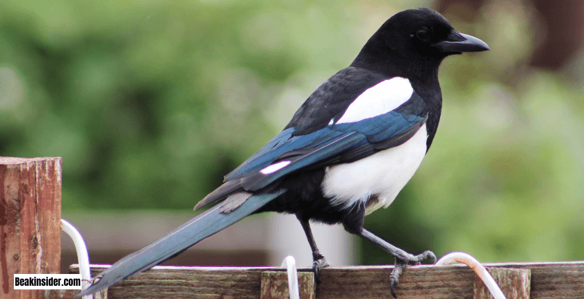 Understanding Magpies’ Attacking Behavior