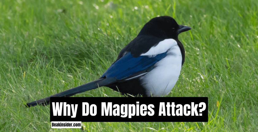 Why Do Magpies Attack