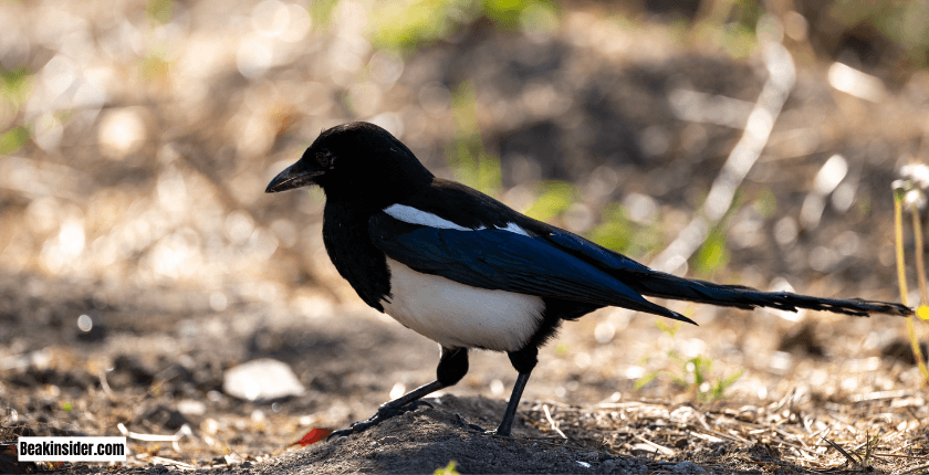 Why Do Magpies Swoop Cyclists