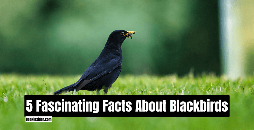 5 Fascinating Facts About Blackbirds