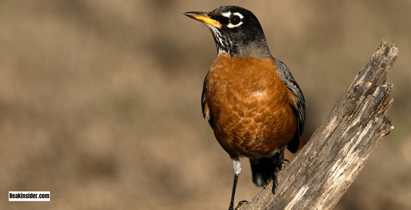 American Robin