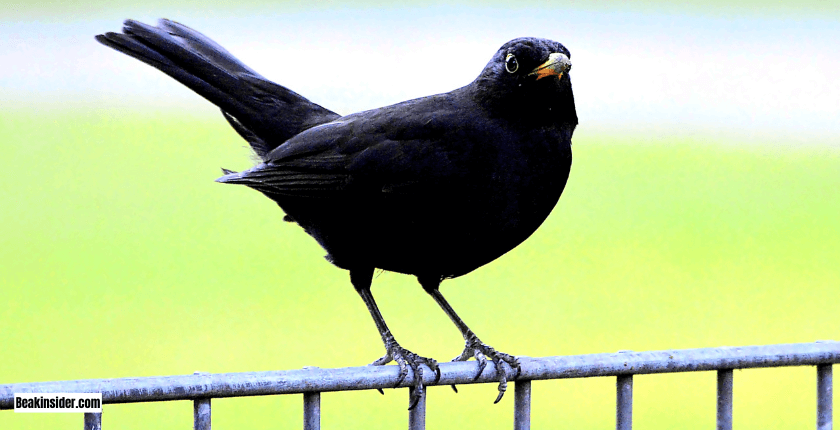 Beauty of Blackbirds in Nature