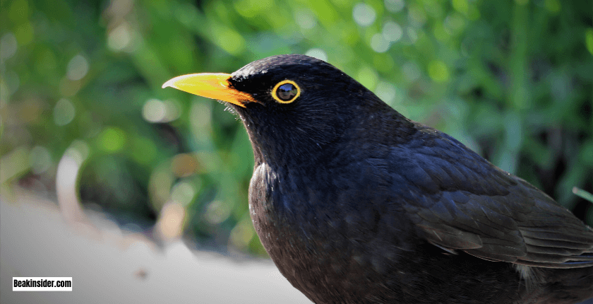 Blackbird