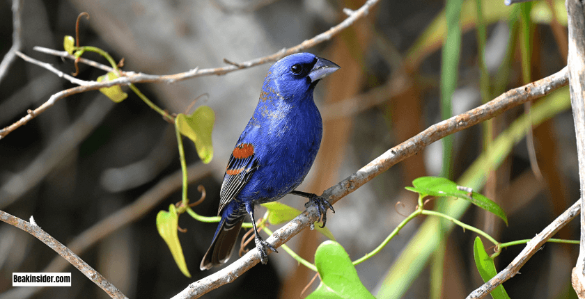 Blue Grosbeak