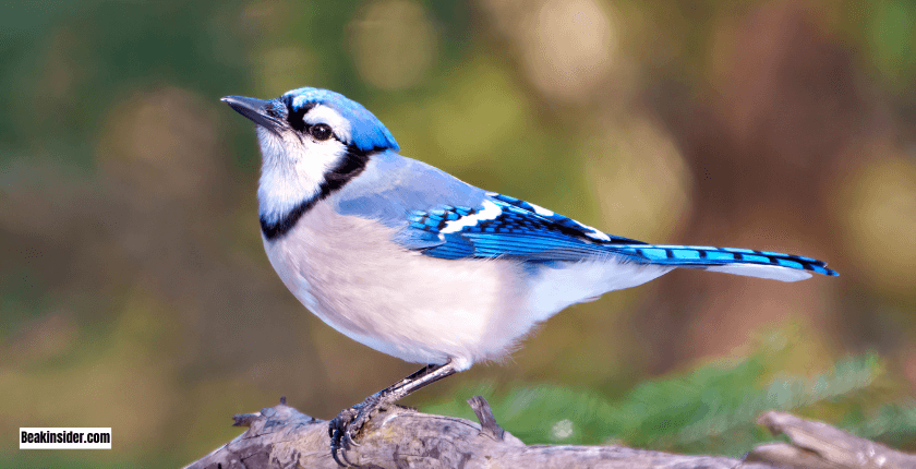 Blue Jay