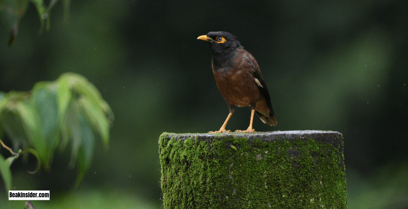 Common Myna