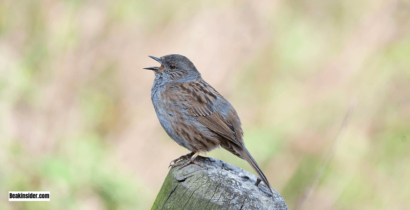 Dunnock