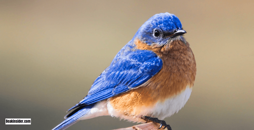 Eastern Bluebird