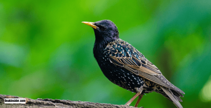 European Starling