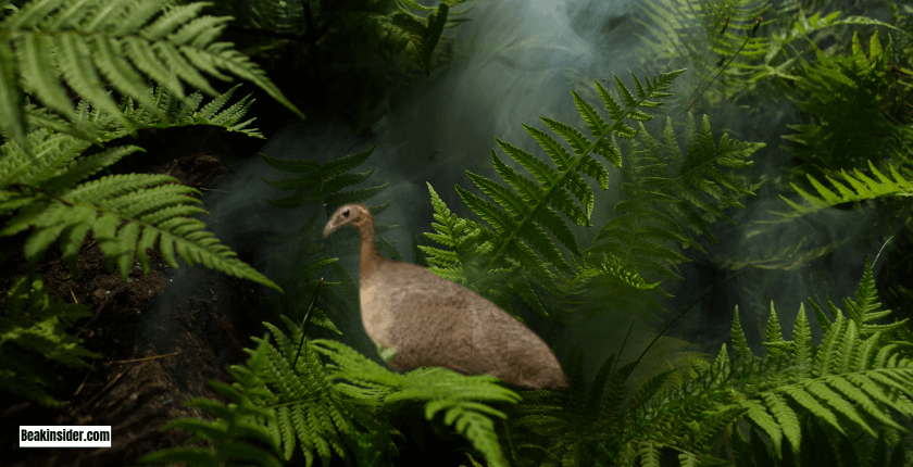 Great Tinamou