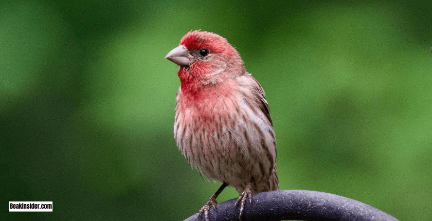 House Finch