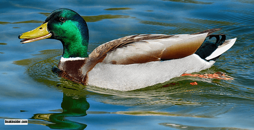 How Do Ducks Take Off and Land?