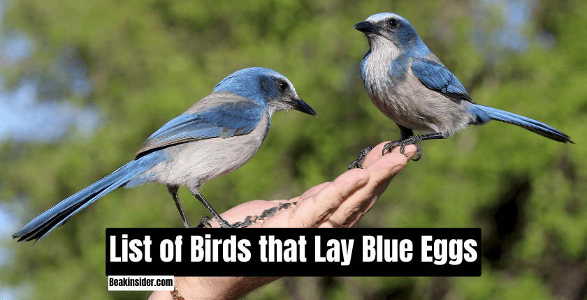 List of Birds that Lay Blue Eggs