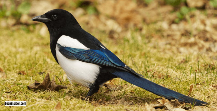 Magpie