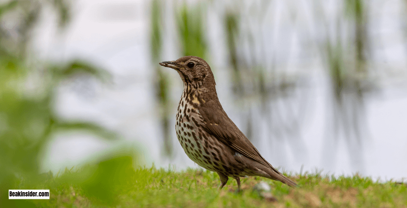 Song Thrush