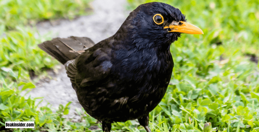 Spiritual Role of Blackbirds