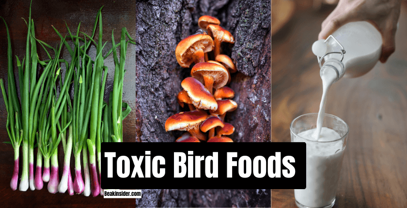 Toxic Bird Foods