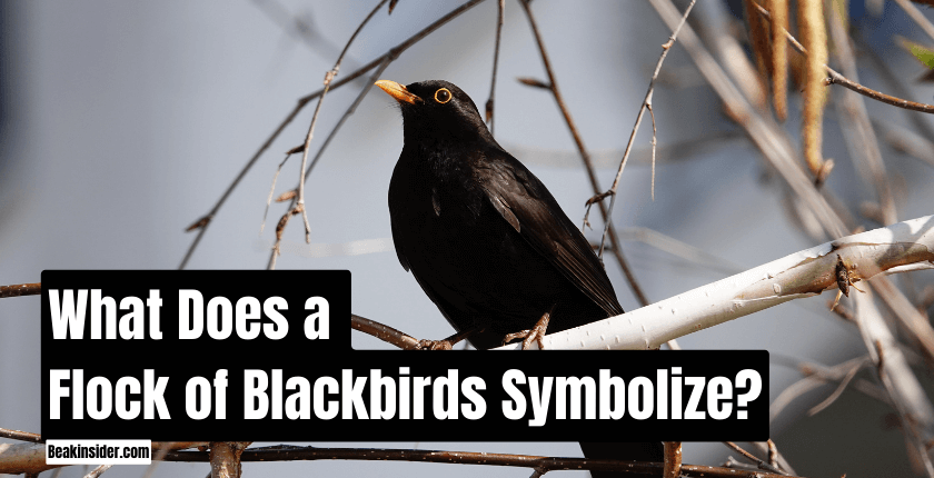 What does a flock of blackbirds symbolize