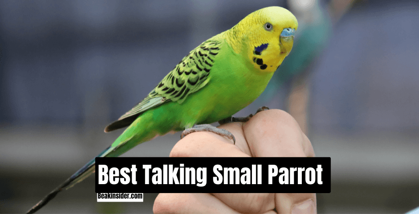 Best Talking Small Parrot