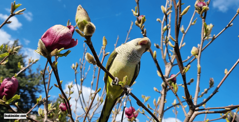 How to Train a Small Parrot to Talk?